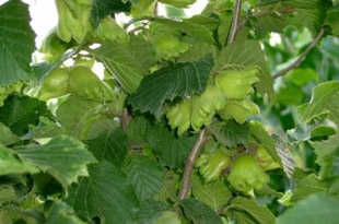 榛子,又称山板栗、尖栗、棰子等,属桦木科(corylaceae)榛属(Corylus)植物。在世界范围内榛属有约20个品 种,分布于亚洲、欧洲及北美洲;在中国境内有8个种类2个变种,分布于东北、华北、西北及西南地区。榛子是果材兼用的优良树种。它果形似栗子,外壳坚硬,果仁肥白而圆,有香气,含油脂量很大,吃起来特别香美,余味绵绵,因此成为最受人们欢迎的坚果类食品,有"坚果之王"的称呼,与扁桃、胡桃、腰果并称为"四大坚果"。榛子营养丰富,果仁中出除含有蛋白质、脂肪、糖类外,胡萝卜素、维生素B1 、B2、维生素E含量也很丰富;榛子中人体所需的8种氨基酸样样俱全,其含量远远高过核桃;榛子中各种微量元素如钙、磷、铁含量也高于其他坚果。此外,它也可以生产十分珍贵的木材,其木材坚硬,纹理、色泽美观,可做小型细木工的材料;部分品种可作植被恢复及园林绿化树种。